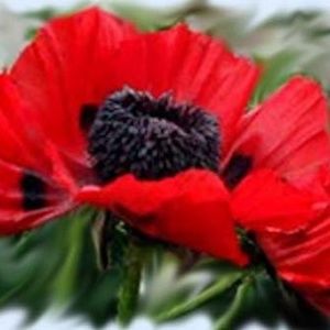 Meet your Posher, Carol